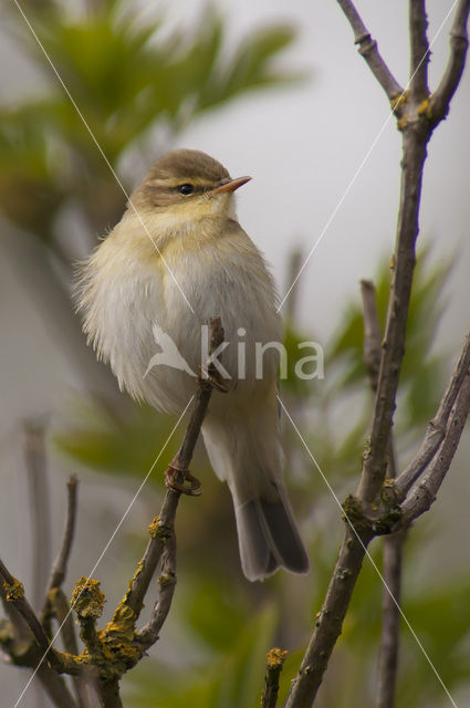 Willow Warbler (Phylloscopus trochilus)