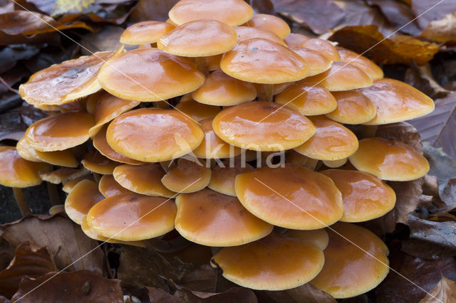 Fluweelpootje (Flammulina velutipes)