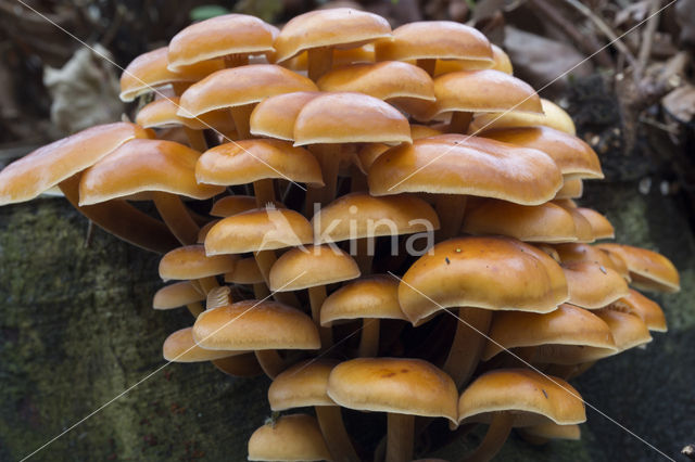 velvet shank (Flammulina velutipes)