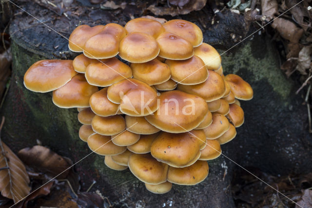 velvet shank (Flammulina velutipes)