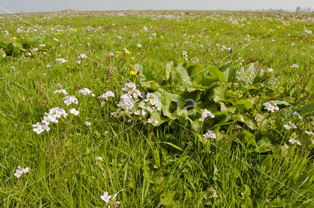 Friesland