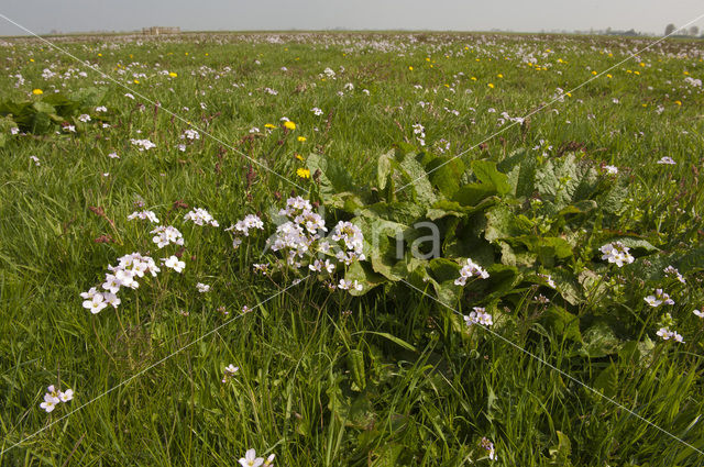 Frisia