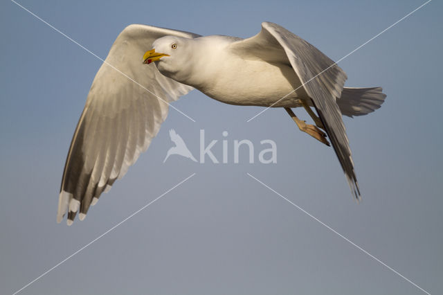 Geelpootmeeuw (Larus cachinnans)