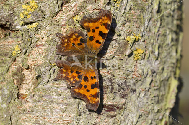 Comma (Polygonia c-album)