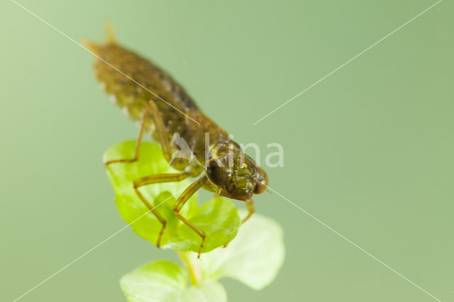 Aeshna serrata