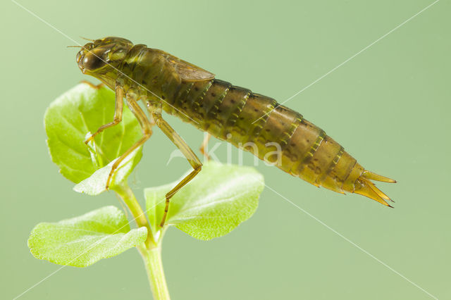 Aeshna serrata