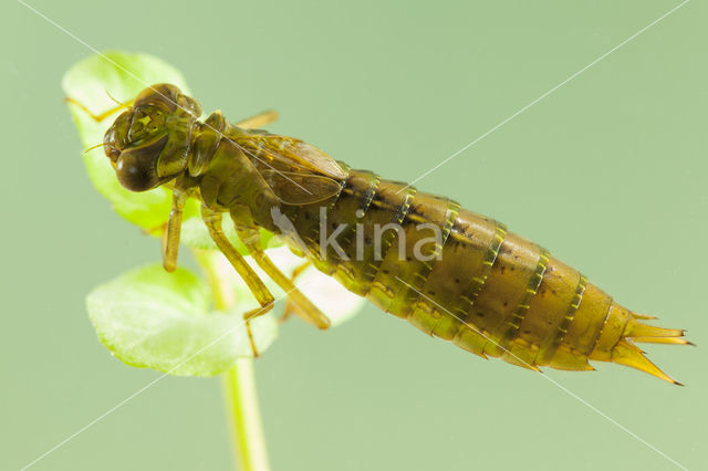 Aeshna serrata