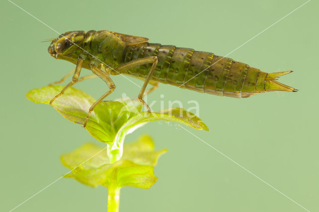 Aeshna serrata