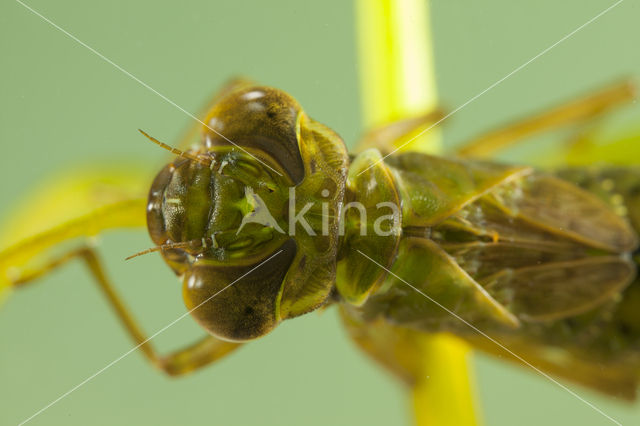 Getande glazenmaker (Aeshna serrata)