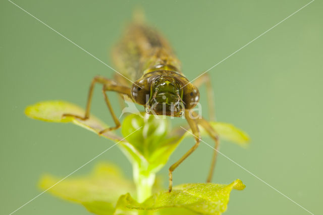 Aeshna serrata