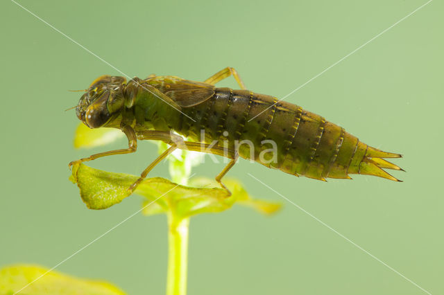 Aeshna serrata