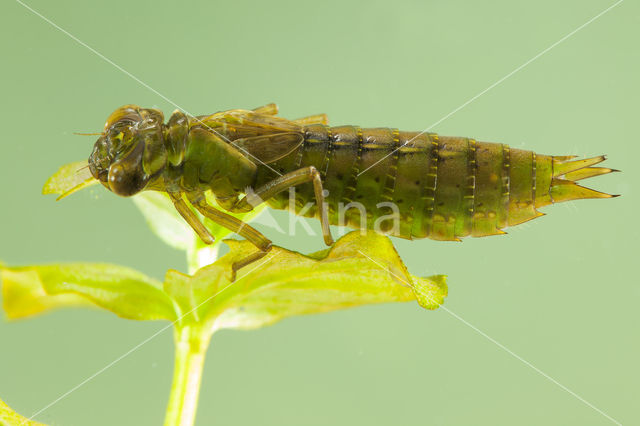 Getande glazenmaker (Aeshna serrata)