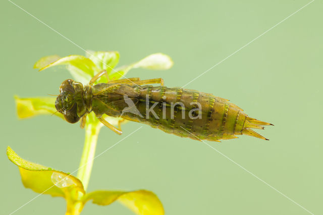 Aeshna serrata