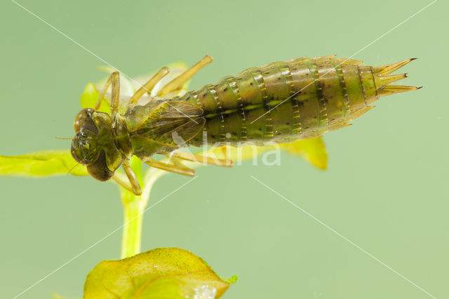 Aeshna serrata