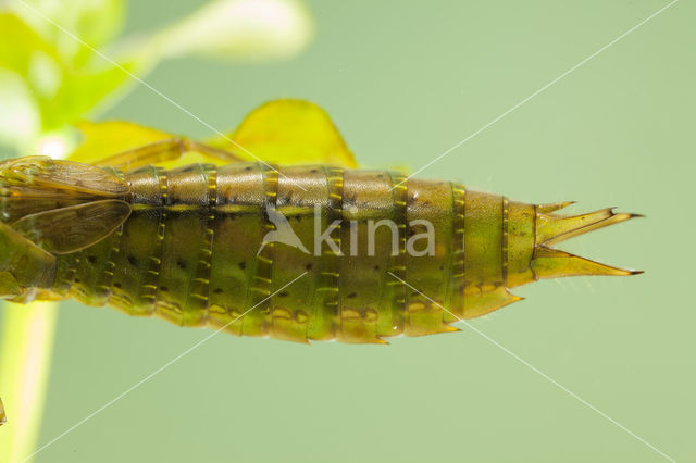 Aeshna serrata