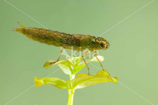 Aeshna serrata