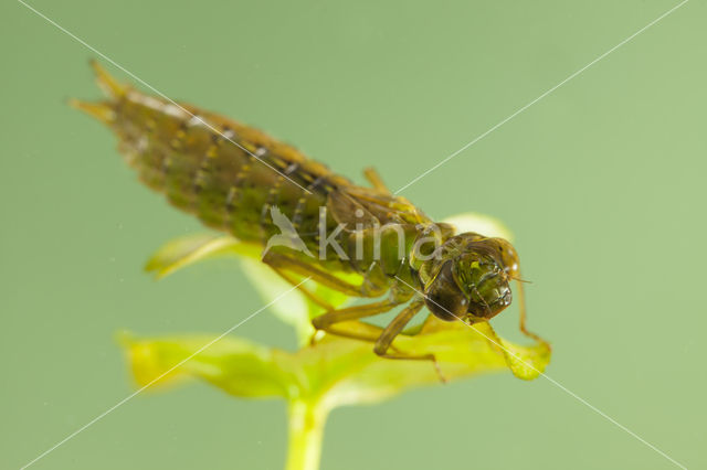 Aeshna serrata