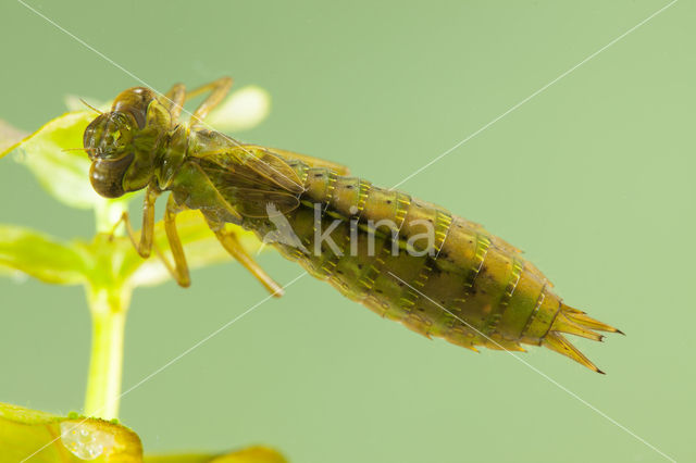 Getande glazenmaker (Aeshna serrata)