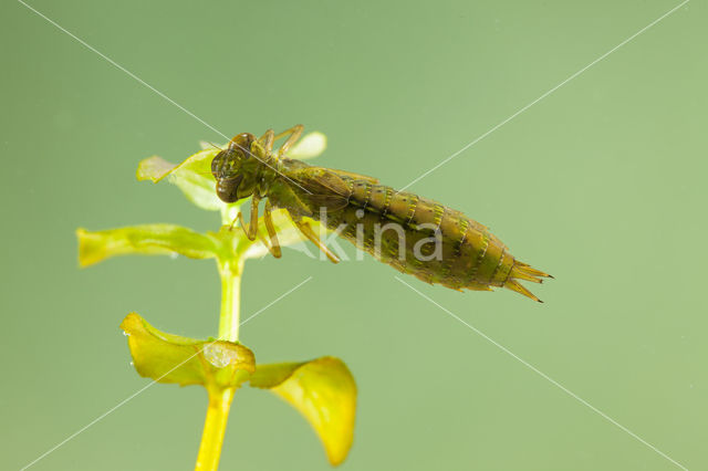 Getande glazenmaker (Aeshna serrata)