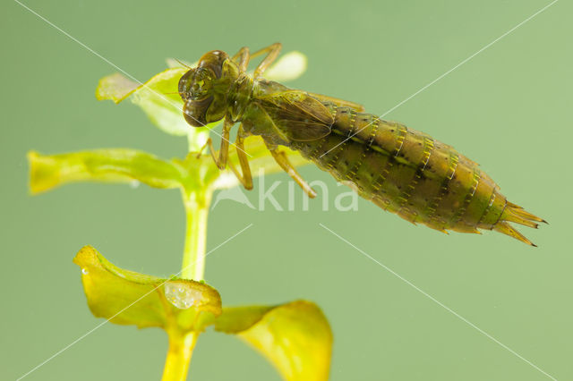 Aeshna serrata