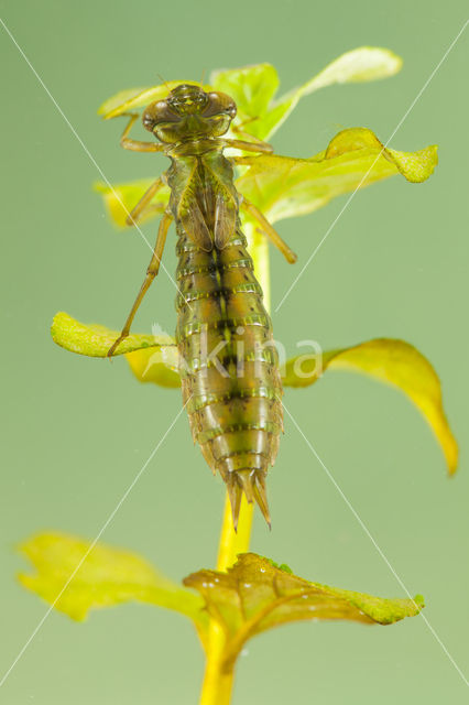 Aeshna serrata