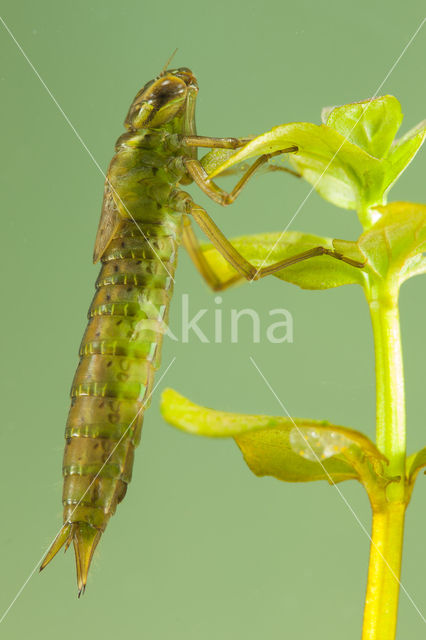 Aeshna serrata