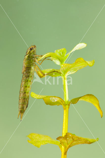 Getande glazenmaker (Aeshna serrata)