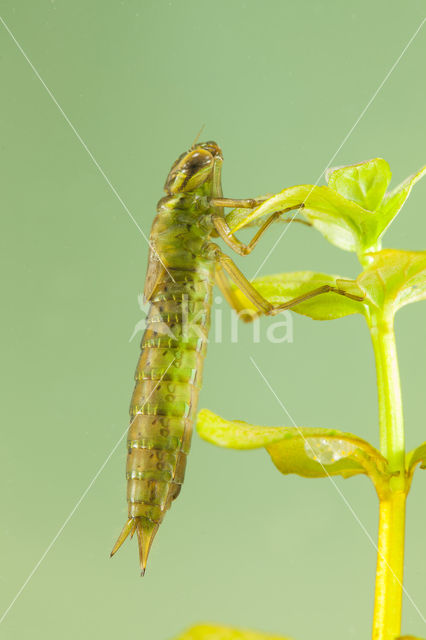 Aeshna serrata