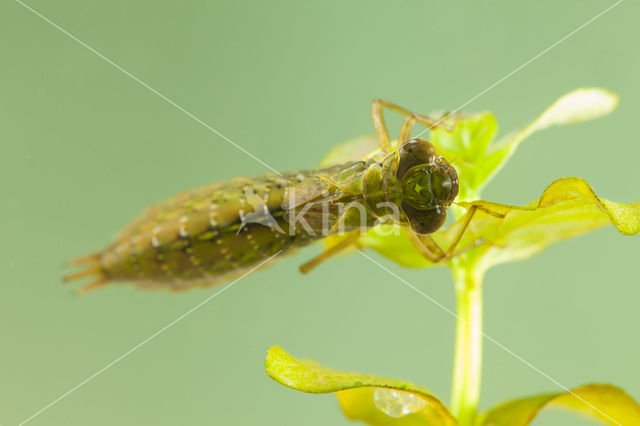Aeshna serrata