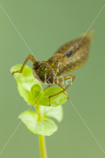 Aeshna serrata