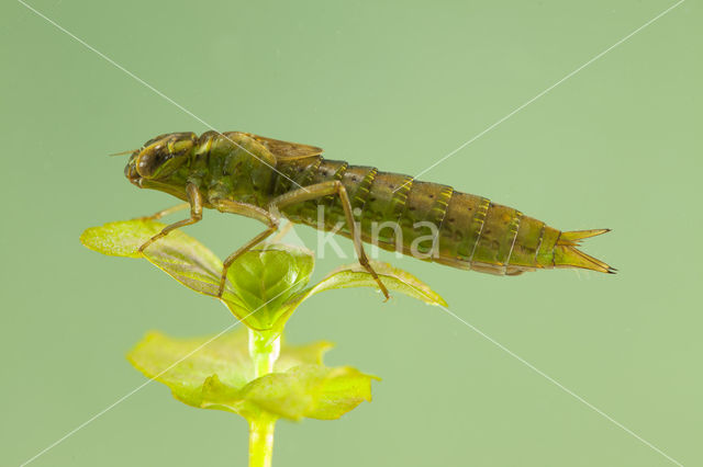 Getande glazenmaker (Aeshna serrata)