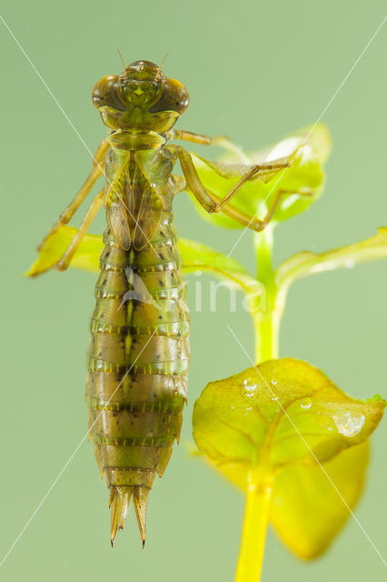 Getande glazenmaker (Aeshna serrata)