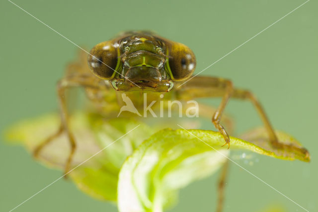 Getande glazenmaker (Aeshna serrata)