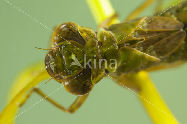 Aeshna serrata