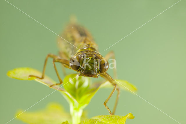 Aeshna serrata