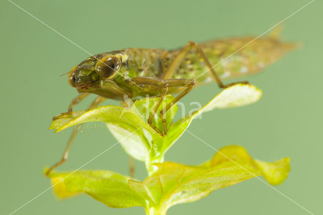 Getande glazenmaker (Aeshna serrata)