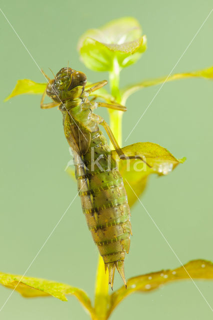 Aeshna serrata
