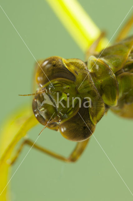 Aeshna serrata