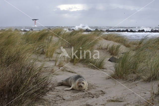 Common Seal (Phoca vitulina)