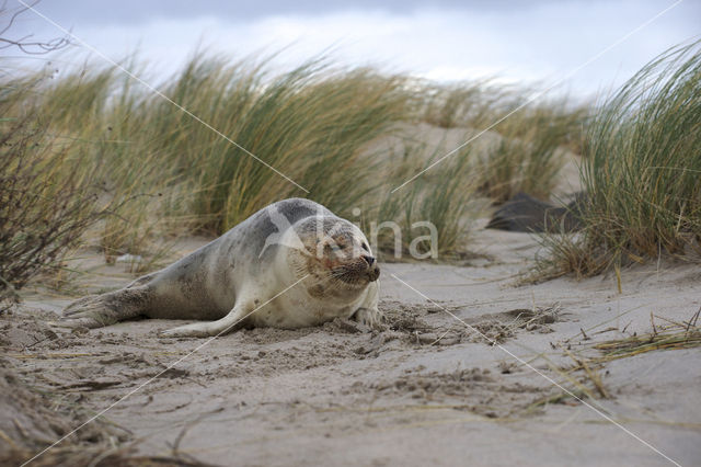 Common Seal (Phoca vitulina)