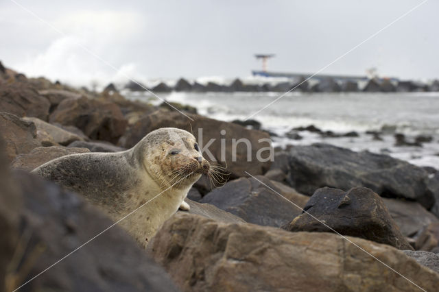 Common Seal (Phoca vitulina)