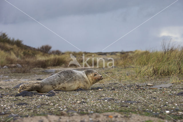 Gewone zeehond (Phoca vitulina)