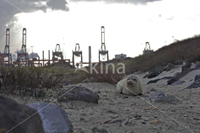 Gewone zeehond (Phoca vitulina)