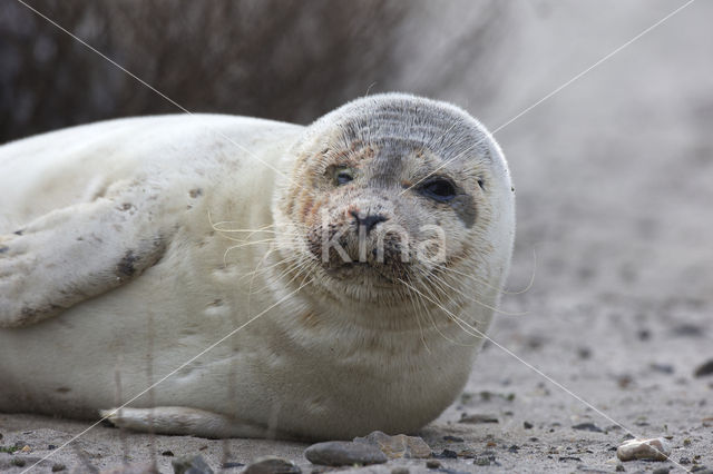 Gewone zeehond (Phoca vitulina)