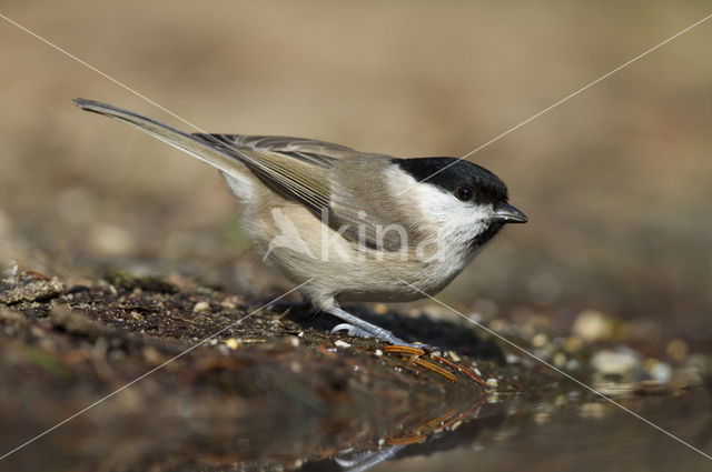 Glanskop (Parus palustris)