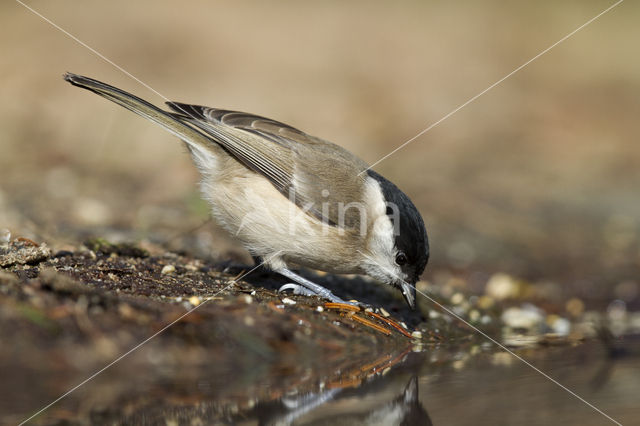 Glanskop (Parus palustris)