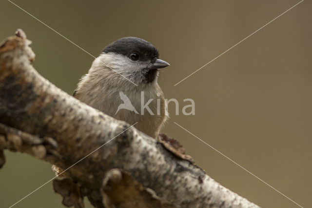 Glanskop (Parus palustris)