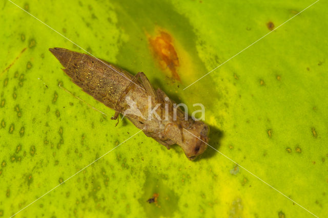 Glassnijder (Brachytron pratense)