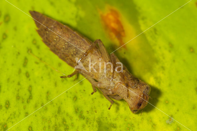 Glassnijder (Brachytron pratense)