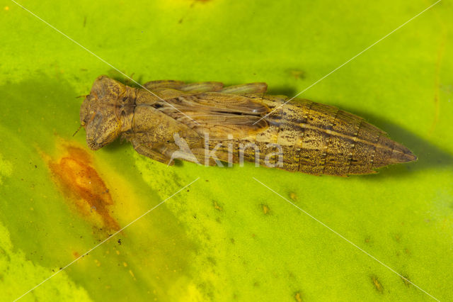 Glassnijder (Brachytron pratense)